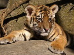 Zoo Dvůr Králové