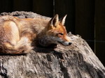 Zoo Hluboká nad Vltavou